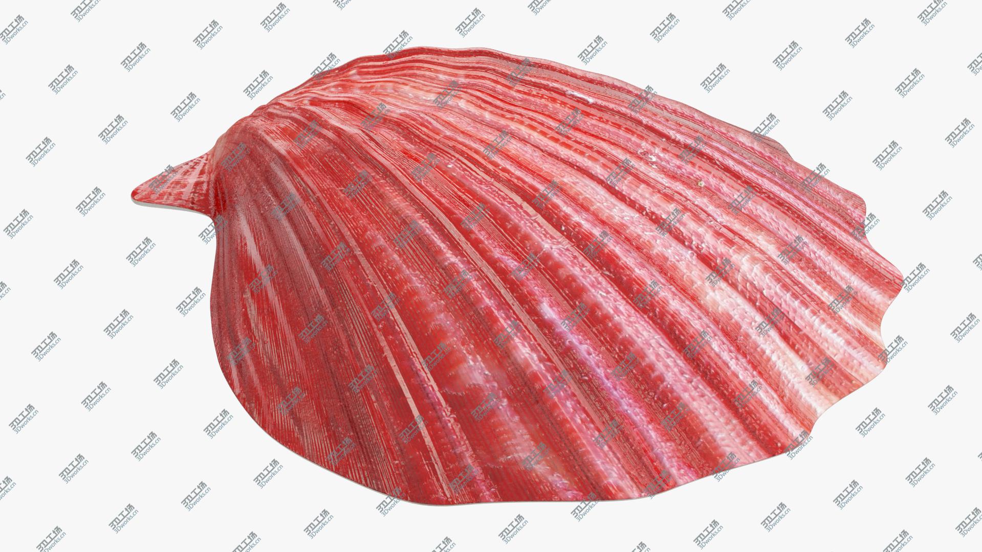 images/goods_img/202104023/Seashells Collection V3 3D model/4.jpg